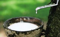 前10月世界天然橡胶产量同比增长5.5%