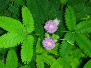 我国科研人员找到生物材料形态变化的“控制键”