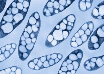 背靠大海合成生物塑料 阻断“白色污染”不是梦