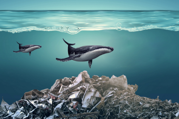 研究显示：地球上已不存在未受塑料污染的海洋