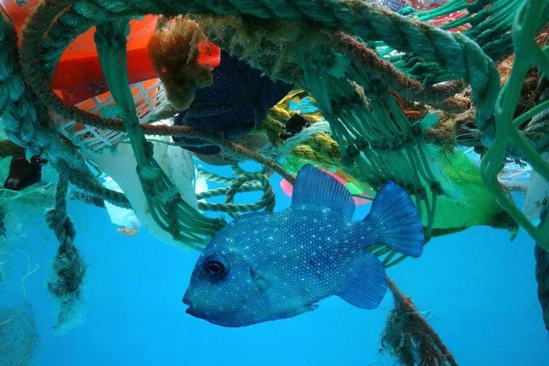 每年1200万吨海洋塑料哪儿去了？