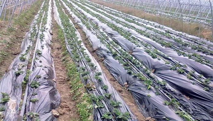 环保大潮下 聚乳酸可降解材料（PLA）行业市场需求将超50万吨