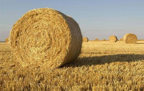 从小麦秸秆中开发出新型可生物降解的聚氨酯泡沫材料