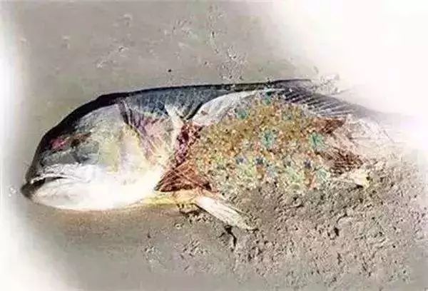 新西兰研究人员在海洋鱼类肌肉组织中发现微塑料