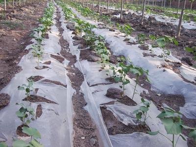 农业农村部：推进全生物降解地膜替代应用