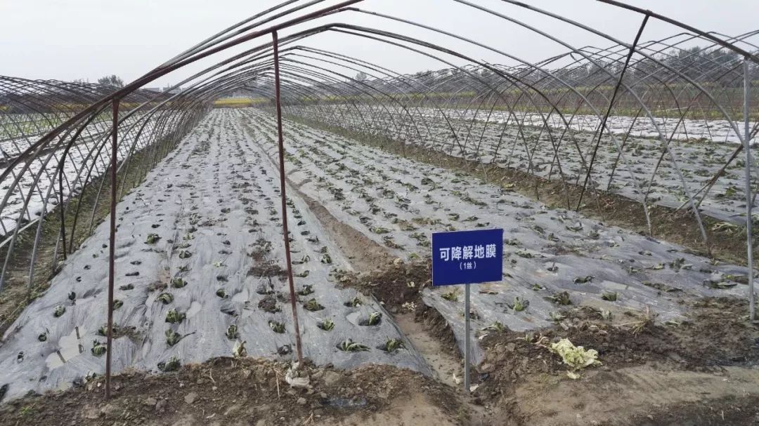 浙江杭州加强废旧农膜回收及全生物降解地膜推广