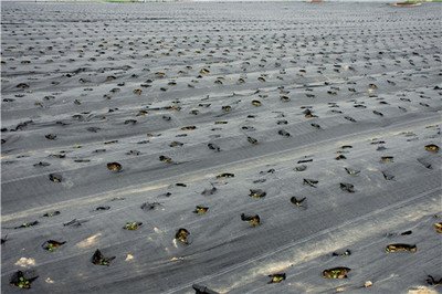 陕西发布《措施》：示范推广全生物可降解地膜