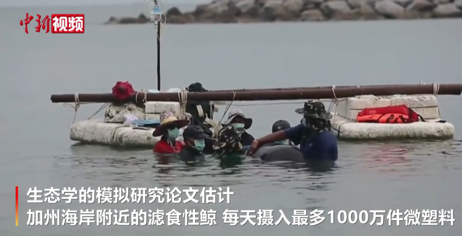 国际最新研究：美海岸滤食性鲸每天摄入最多1000万件微塑料